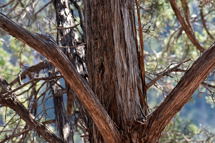 Utah Juniper has gray-brown bark that weathers to ash-white. It is ex-foliating in thin gray-brown strips. Juniperus osteosperma Utah Juniper has gray-brown bark that weathers to ash-white. It is ex-foliating in thin gray-brown strips. Juniperus osteosperma